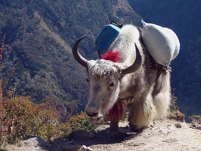 A loaded Yak, on the way from Namche Bazaar to Tengboche, 2004