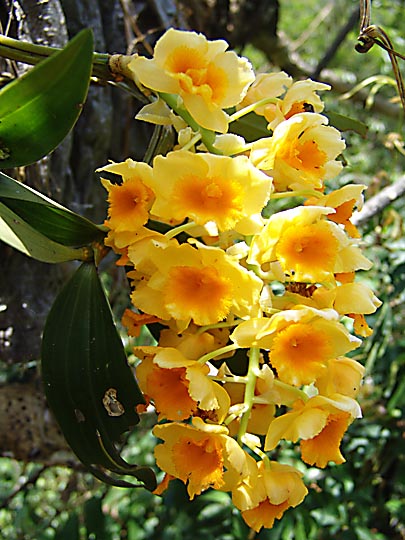 A colorful blooming Tree Orchid, on the way from Chirwa to Sekathum, 2006