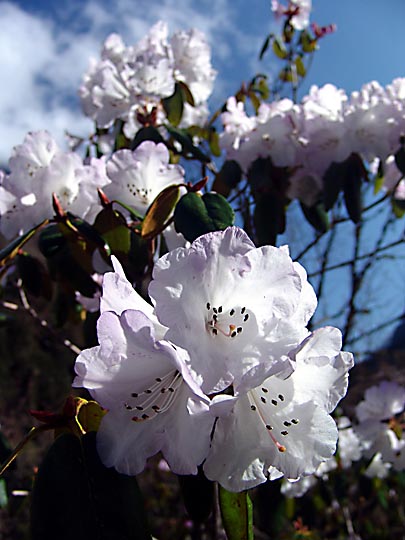 A white Rhododendron blossom in Ghunsa, 2006