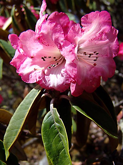 A pink Rhododendron blossom in Ghunsa, 2006
