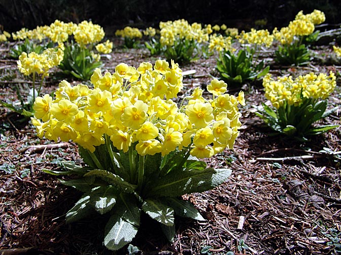 A yellow flower shining in the forest, north to Ghunsa, 2006