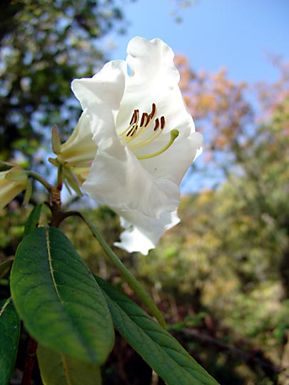 A big White Rhododendron, on the way to Gurja, 2006