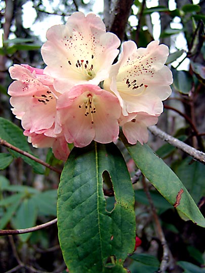 A yellow Pink Rhododendron blossom, between Phole and Ghunsa, 2006