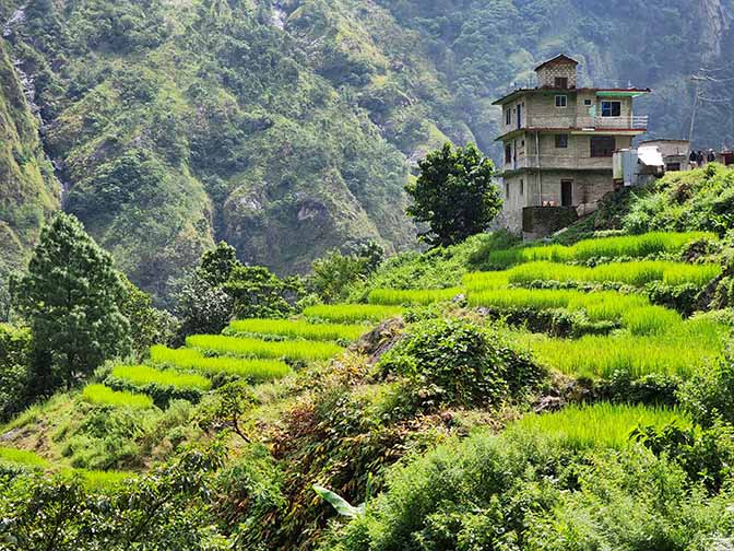 Rice plots along Budi/Buri Gandaki between Soti Khola and Machha Khola, 2022