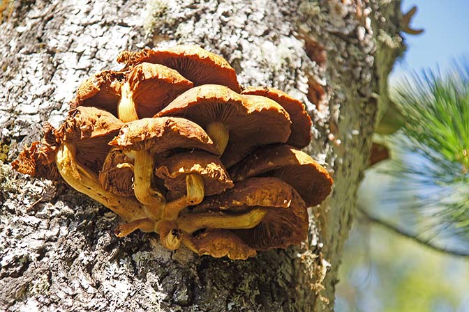 Siberian pine mushrooms along the Belukha trek, 2014