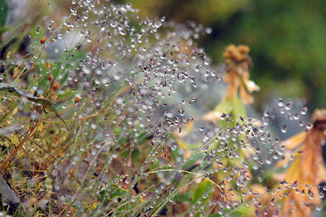 Water drops on plants, 2014