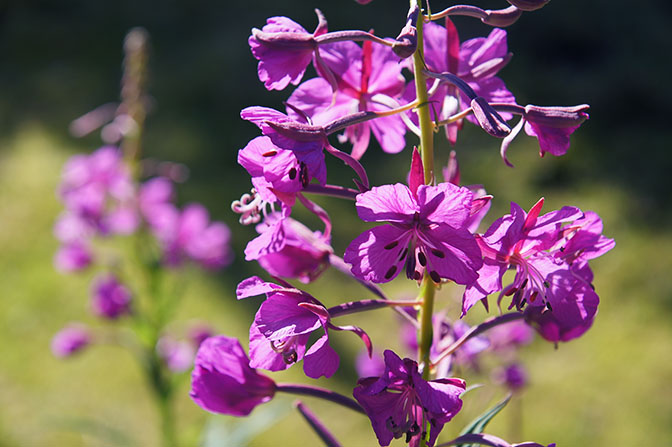 Blooming Epilobium angustifolium (rosebay willowherb, fire weed) on the banks of Ak-kem river, 2014