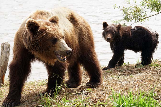 Kamchatka brown mother bear and her cub at Kurilskoye Lake, 2016