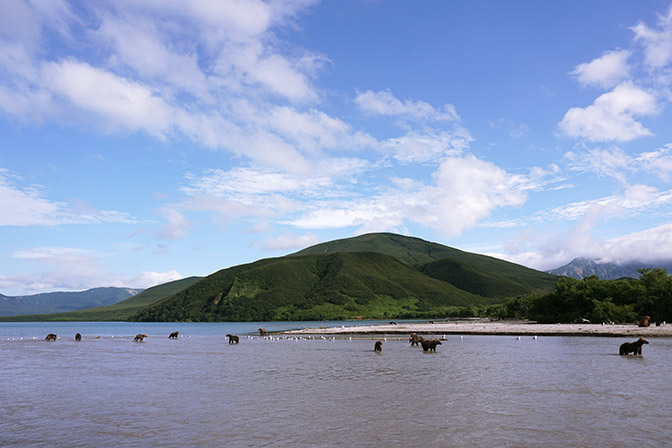 Kamchatka brown bears fishing migrating salmon at the estuary of Khakytsin river into Kurilskoye Lake, 2016