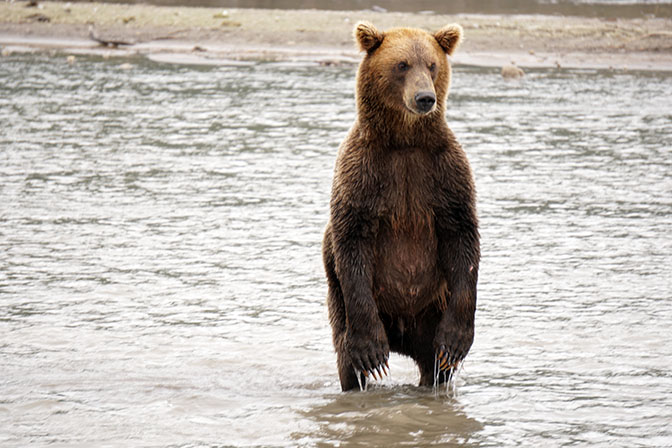 A male Kamchatka brown bear searching for migrating salmon at Khakytsin river, Kuril Lake 2016