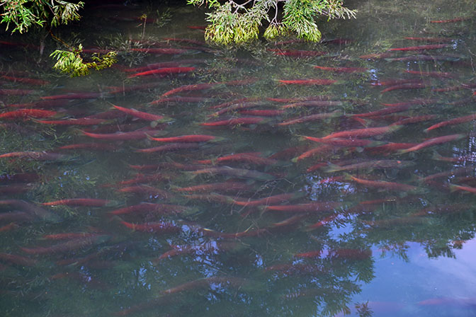 דגי סלמון אדום במעלה נהר חקיצין, אגם קוריל 2016