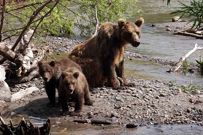 Kamchatka brown mother bear and her cubs at Khakytsin river, Kuril Lake 2016
