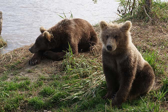Kamchatka brown bear cubs at Khakytsin river, Kuril Lake 2016