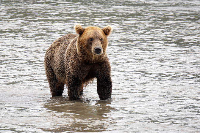 Kamchatka brown male bear fishes for salmon at the estuary of Khakytsin river into Kuril lake, 2016