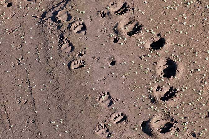 Fresh traces of bear and cub near Kamchatka River, 2016