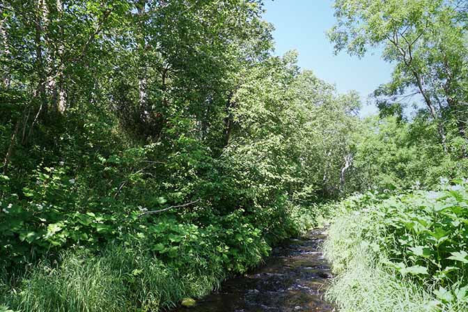 Brook in greenery, Nalichevo Valley 2016