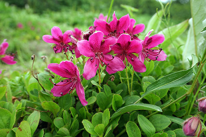 Kamchatka Rhododendron (Rhododendron camtschaticum) in Pinachevsky pass, Nalichevo Park 2016