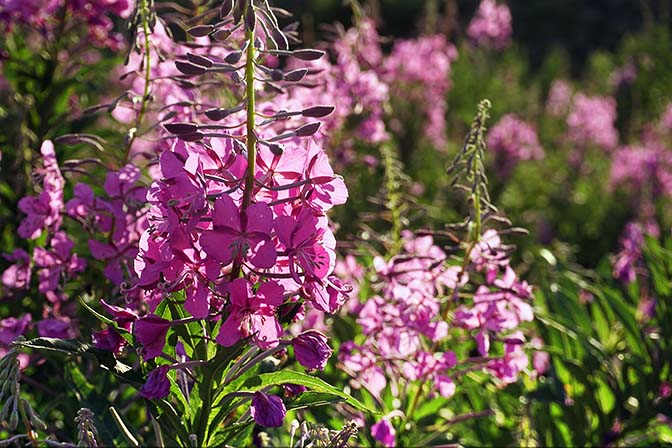 Epilobium angustifolium (rosebay willowherb, fire weed) bloom at the bottom of Avachinsky volcano, Nalichevo Valley 2016