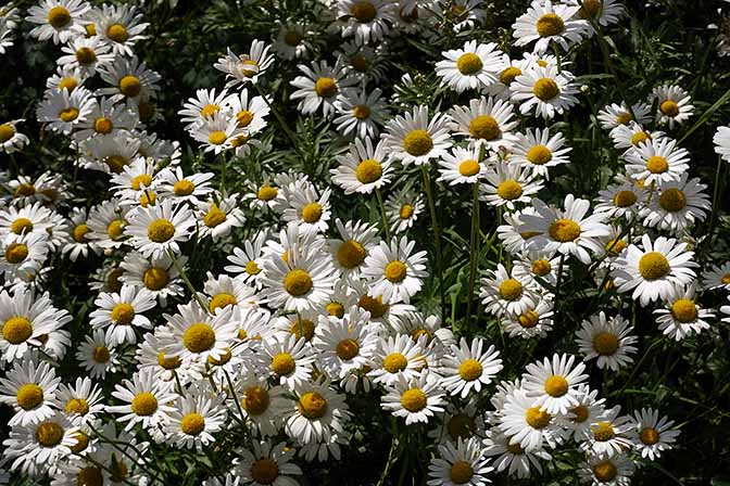 Rich bloom of Oxeye daisy (Leucanthemum vulgare), Kuril Lake 2016