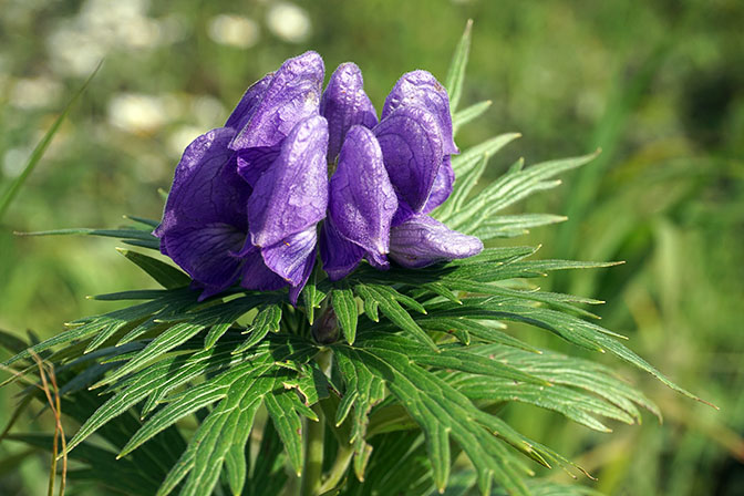 Aconitum maximum (monk's-hood) cluster of flowers, Kuril Lake 2016