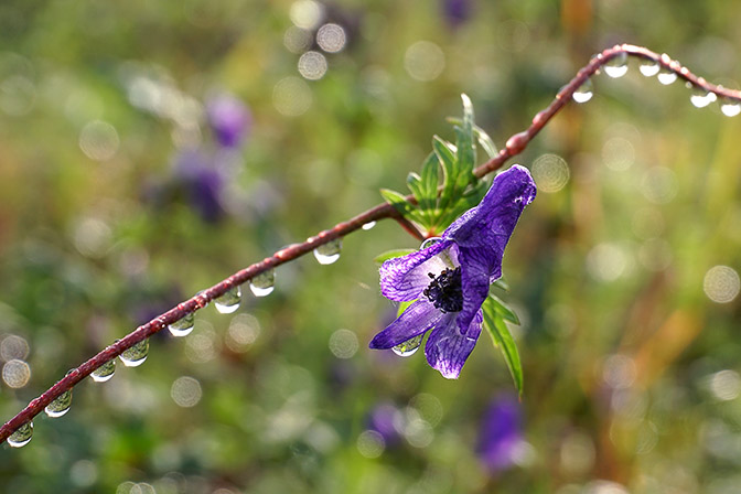 Aconitum fischeri (monk's-hood) flower with rain drops, Esso Region 2016