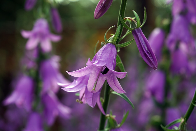 Creeping bellflower (Campanula rapunculoides) blossom, Esso 2016