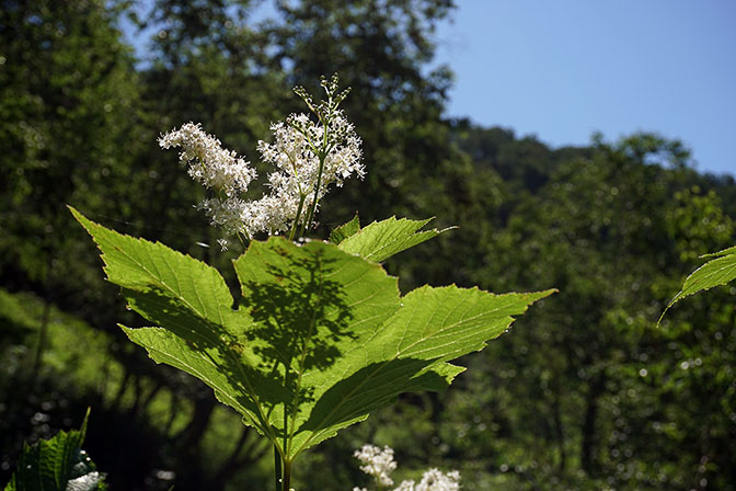 Kamchatka Meadowsweet Filipendula camtschatica flower, Nalychevo Valley 2016