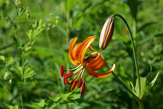 Orange lily (Lilium debile) bloom, Nalichevo Valley 2016