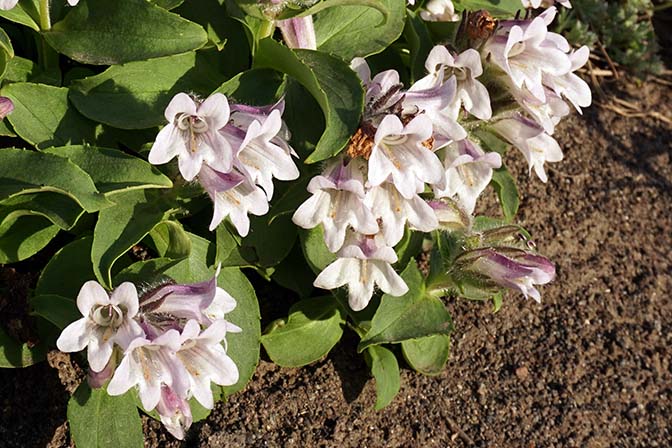 Pennellianthus frutescens cluster of flowers at the bottom of Avachinsky Volcano, 2016