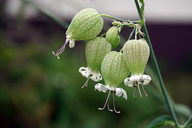 Bladder campion (Silene vulgaris) flowers near Avacha River, 2016