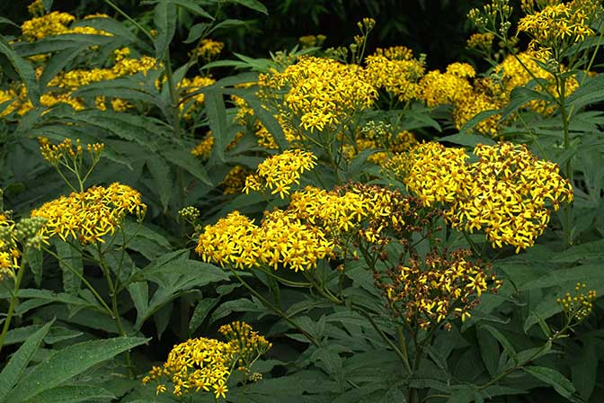 Senecio cannabifolius clusters of flowers on the way to Mutnovsky Volcano, 2016