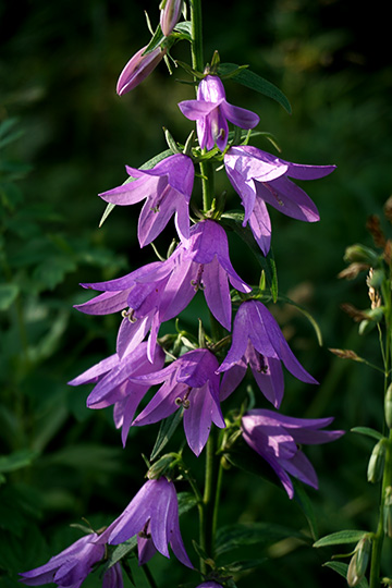 Creeping bellflower (Campanula rapunculoides) blooms near Avacha River, 2016