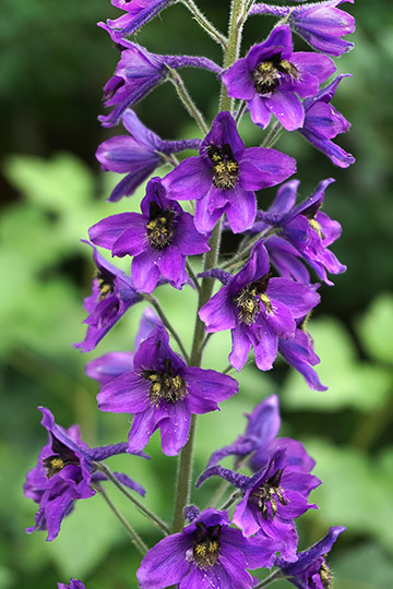 Delphinium menziesii blossom near Avacha River, 2016