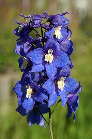 Pacific Blue Bird (Delphinium cultorum) blossom, Esso 2016