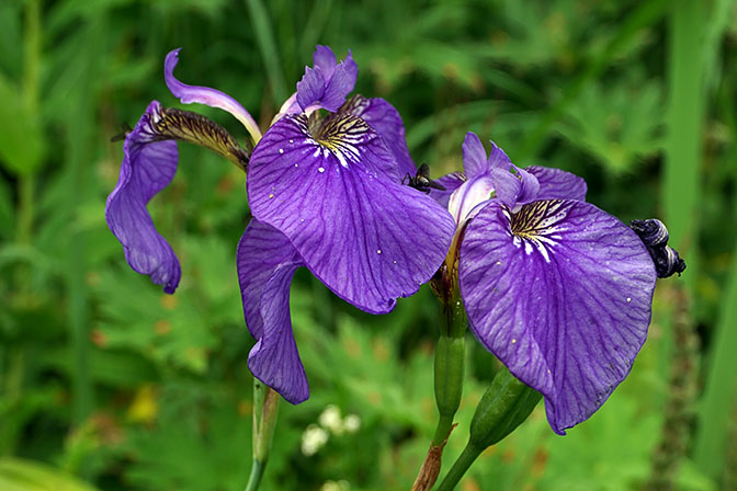 Beach-head Iris (Iris setosa) flowers, Nalychevo Park 2016