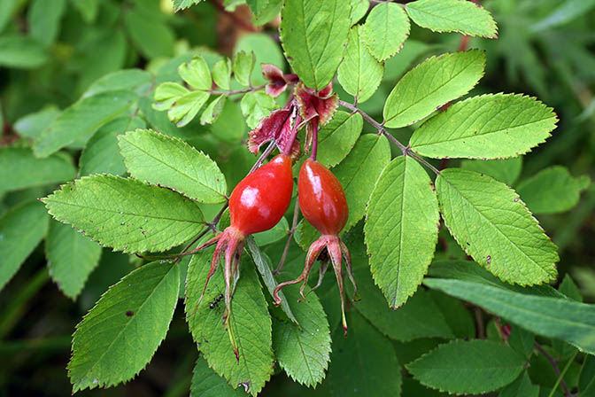 Ripe red rosehip (Rosa amblyotis) near Avacha River, 2016