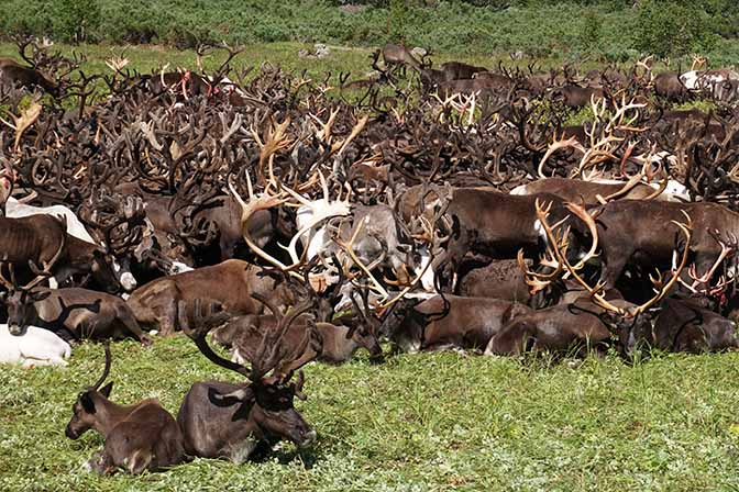 A Reindeer herd in the alpine tundra, Esso Region 2016