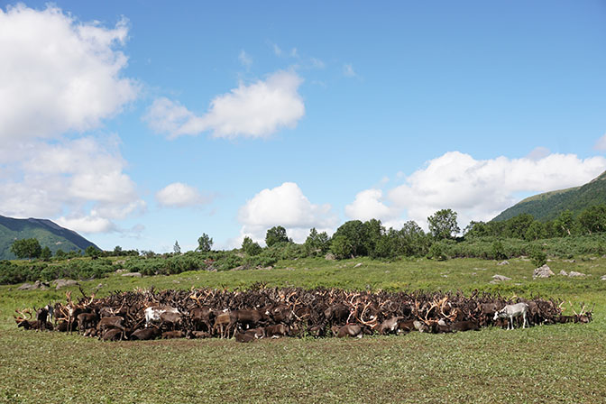 Thousand reindeers in the herd in the alpine tundra, Esso Region 2016
