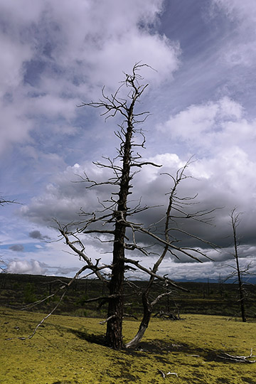 A dead tree in the Dead Forest at the foot of Tolbachic Volcano, who died at the 1975-1976 erruptions, 2016