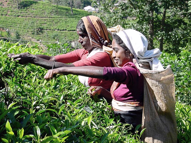 Colorful Tamil women picking tea leaves around Nuwara Eliya, 2002