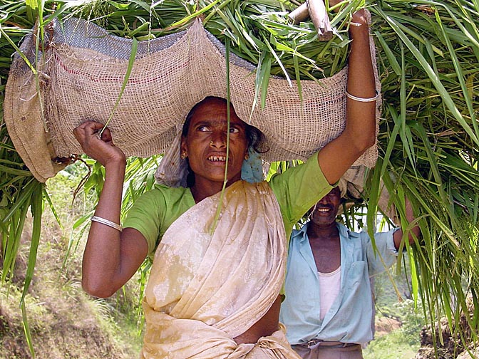 A Tamil woman carrying canes on her head, around Nuwara Eliya, 2002