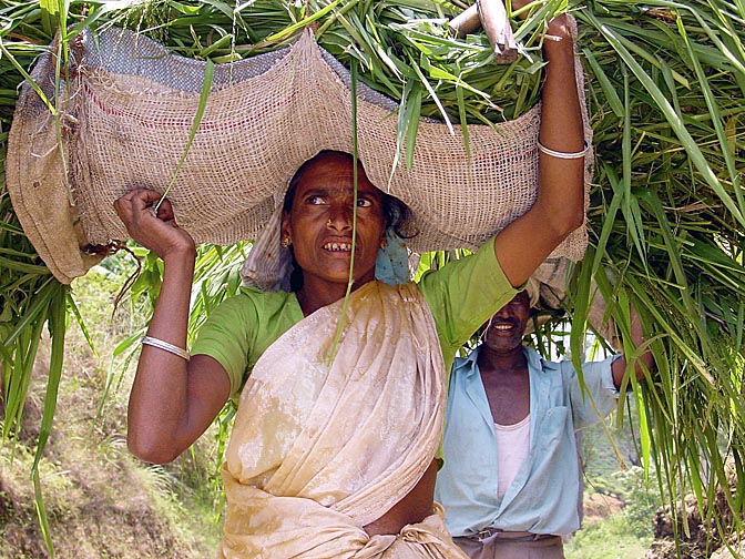 A Tamil woman carrying canes on her head, around Nuwara Eliya, 2002