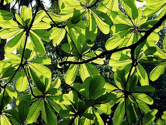 The sunlight through the tree leaves, in Kandy's Botanical Gardens, 2002