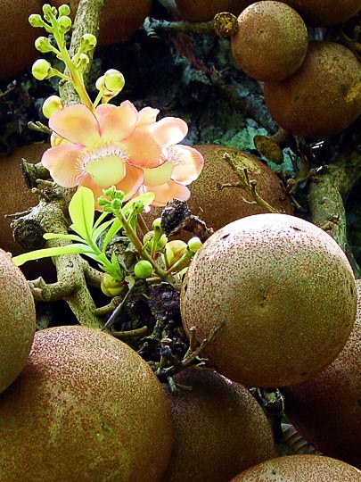 An amazing Cannon-ball tree (Couroupita guianensis), in Kandy's Botanical Gardens, 2002