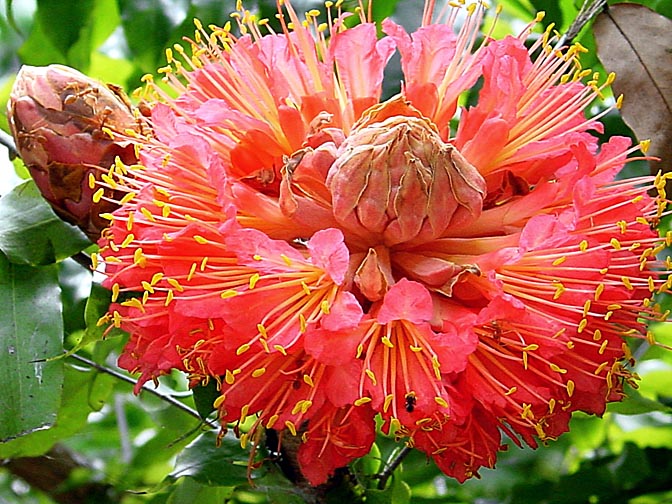 A tree blossom in Kandy's Botanical Gardens, 2002