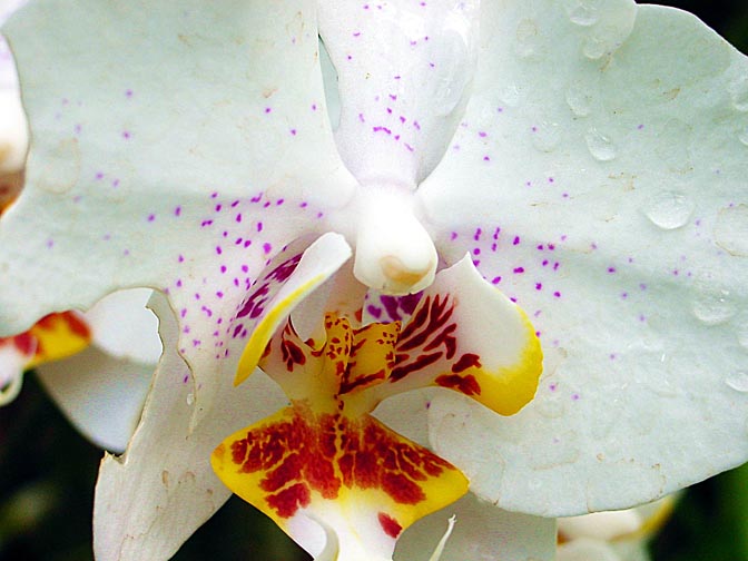 An Orchid blossom in Kandy's Botanical Gardens, 2002