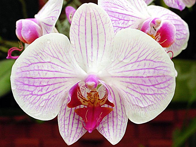 An Orchid blossom in Kandy's Botanical Gardens, 2002