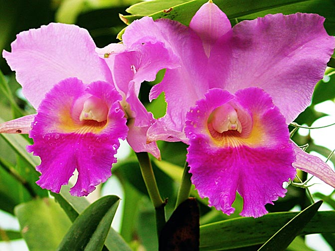 An Orchid blossom in Kandy's Botanical Gardens, 2002