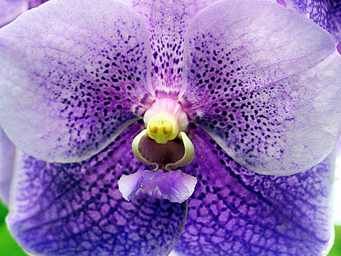 An Orchid blossom in Kandy's Botanical Gardens, 2002