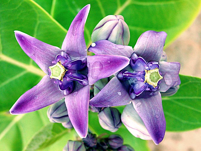 A Flower in the Yala National Park's beach, 2002